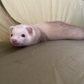 フェレットちゃん　一旦締め切ります