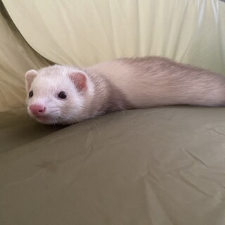 フェレットちゃん　一旦締め切ります