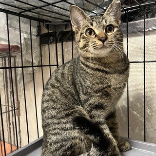 エル　女の子　キジ　4ヶ月