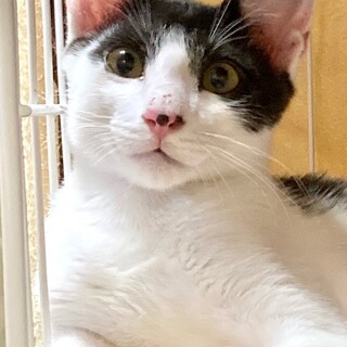 【1/26⭐️堺東にて譲渡会】参加猫たすくくん