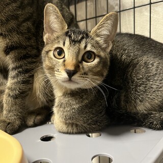 ナツメ　女の子　キジ　6ヶ月　