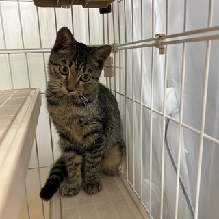 可愛綺麗キジ子猫