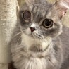 ミヌエット一歳男の子 サムネイル2