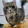 ミヌエット一歳男の子 サムネイル3
