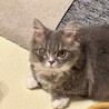 ミヌエット一歳男の子 サムネイル4