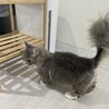 ミヌエット一歳男の子 サムネイル5