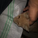 近所にいた捨て猫です。