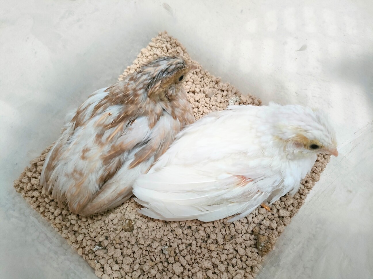 ヒメウズラ2羽」茨城県 - 鳥の里親募集(501776) :: ペットのおうち