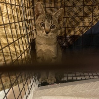 キジトラ子猫（4ヶ月）