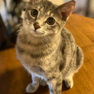 グレーキジの女の子　ニゲラ