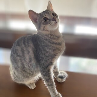 グレーキジの女の子　チコリ