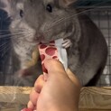 チンチラ シナモン 女の子3歳半