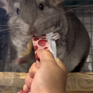 チンチラ シナモン 女の子3歳半