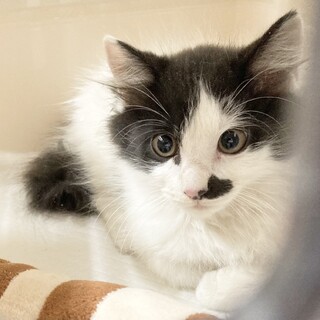 長毛⭐︎黒白子猫⭐︎2ヶ月弱⭐︎テリーヌくん