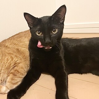 グリ⭐︎黒猫の子猫⭐︎猫好き⭐︎6ヶ月