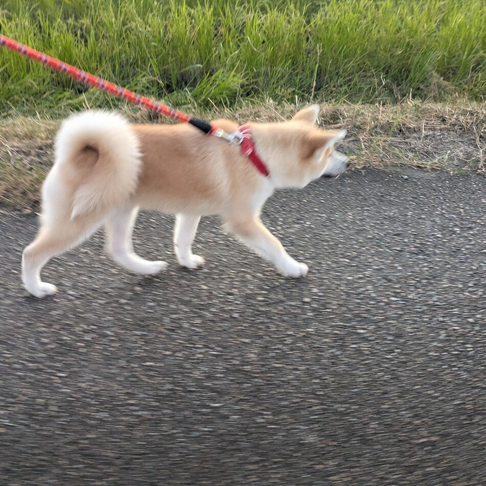 さくらのカバー写真