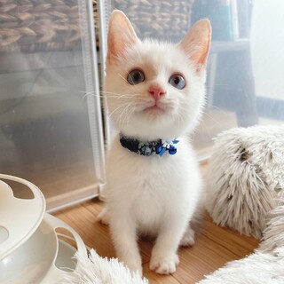 【トライアル中☆募集一時停止】ふわコロの甘えん坊