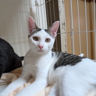 前髪が個性的なスリスリ男の子