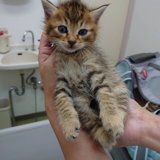 二匹一緒で。珍しい長毛麦わら猫♂ライオンみたい