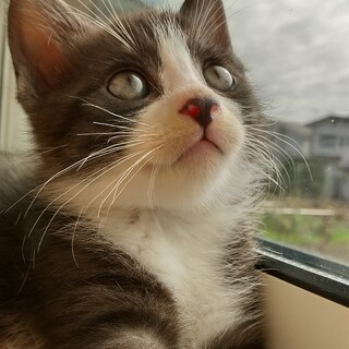 9月1日生まれのハチワレ♂ちゃん