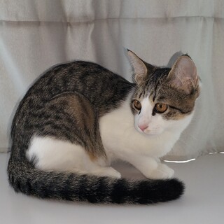 生後5ヶ月の仔猫　去勢済み　ワクチン済み