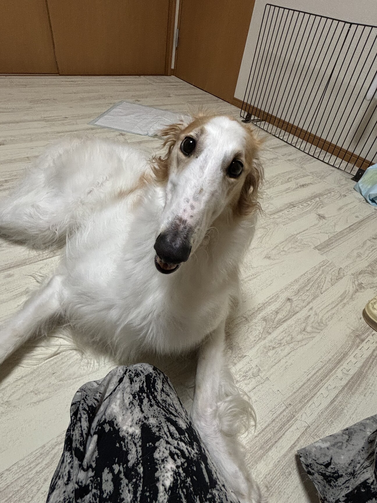 ボルゾイ メス 3歳」富山県 - 犬の里親募集(503264) :: ペットのおうち