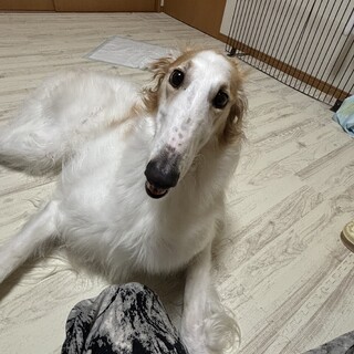 ボルゾイ　メス　3歳