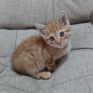 かわいい生後2ヶ月の「レビンくん」