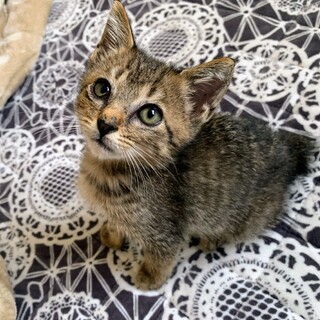 2ヶ月の子猫