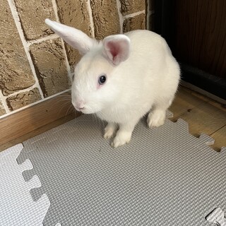 白うさぎ　オス　生後半年(2024年4月産まれ )