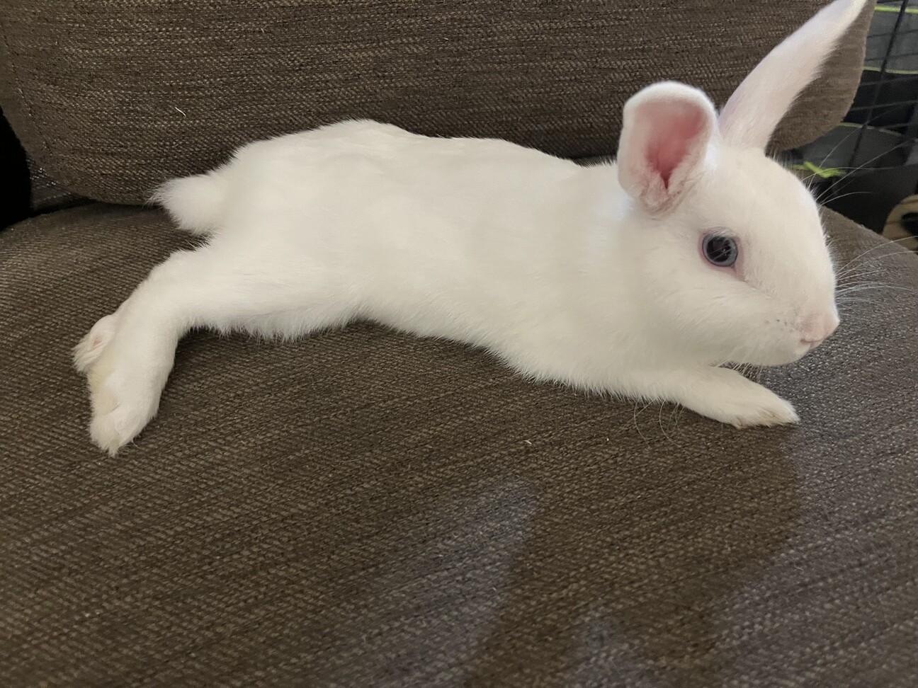 ❤️ 白うさぎ様❤️ 白うさぎ オス 生後半年」北海道 - 小動物の里親募集(503278) 2枚目