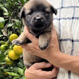 鼻黒7匹きょうだい☆しいらちゃん女の子