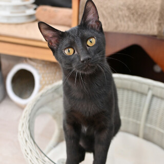 ミナト：すばしっこい甘えん坊