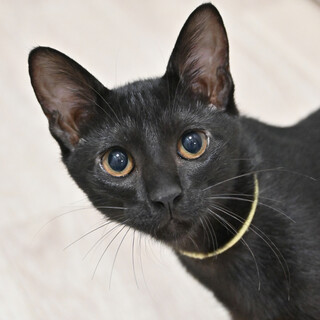 シド：やんちゃ坊主で元気モリモリ！