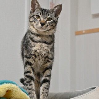 ライム：甘えん坊の膝乗りにゃんこ