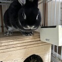 うさぎ無料