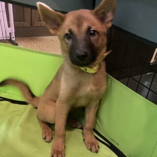 保健所からレスキュー！　人懐っこいシアちゃん