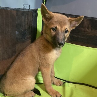 保健所からレスキュー！　慎重派のサラちゃん