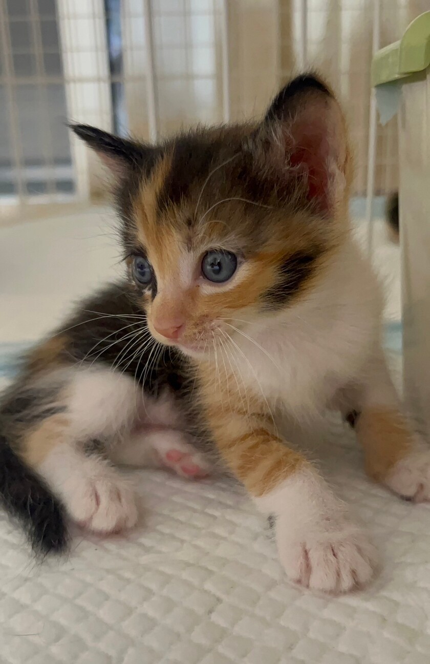 トラ模様も入ってる三毛猫」東京都 - 猫の里親募集(503293) 2枚目の