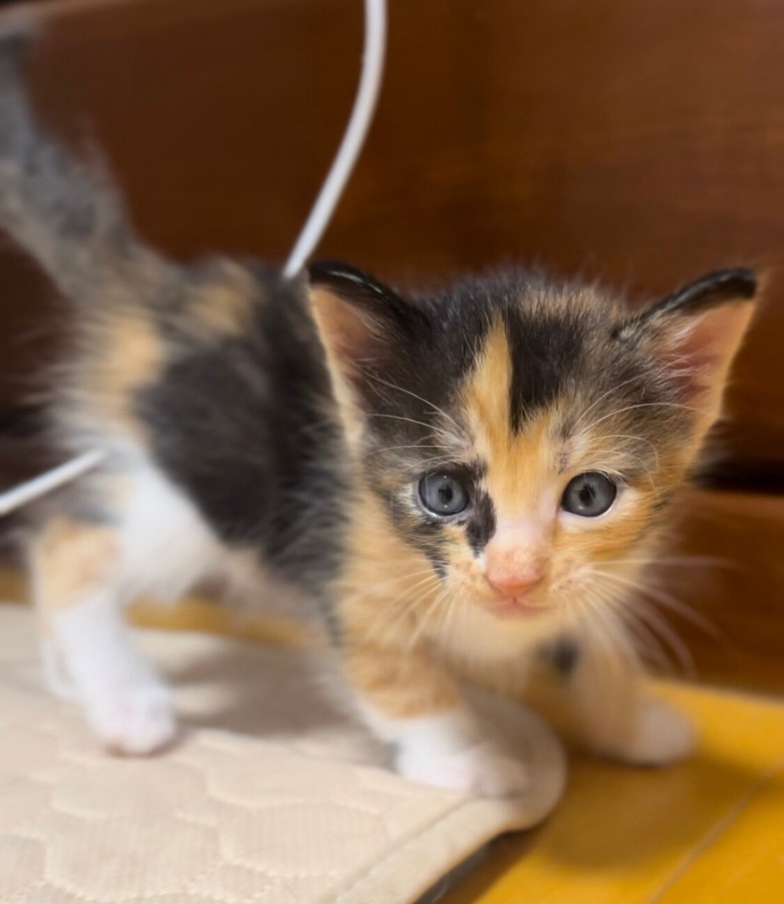 トラ模様も入ってる三毛猫」東京都 - 猫の里親募集(503293) 3枚目の