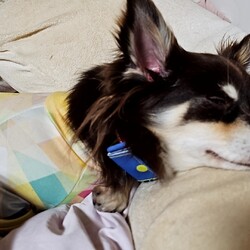 「自分でお布団IN   (¦3[_____]」サムネイル1