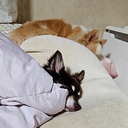 「自分でお布団IN   (¦3[_____]」サムネイル2