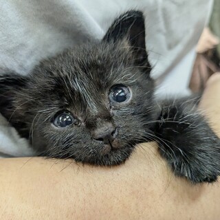 ひとりで鳴いていた激かわクロちゃん
