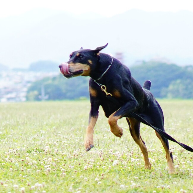 ドベmamaのカバー写真