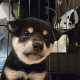 募集一時停止です