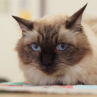 フカフカのシャムミックス