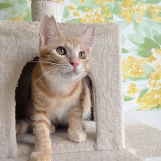 [お見合い歓迎]むうくん