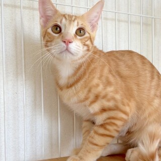 [お見合い歓迎]とらくん