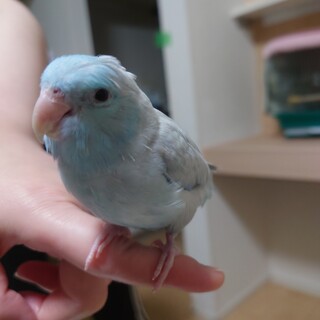 新しい飼い主募集