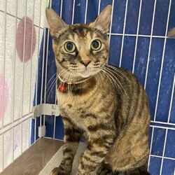 お母さん猫
